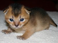 kittens
